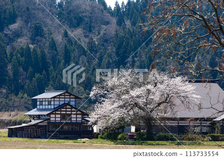 The late arrival of spring in the mountain village: Cherry blossoms guarding a large Japanese house 113733554