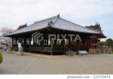 Jodo-ji Hachiman Shrine and cherry blossoms 113733674
