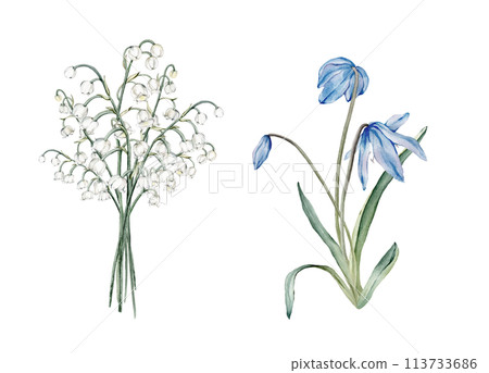 A bouquet of the light blue scillas and white lilies of the valley - first spring flowers. Watercolor botanical illustration of delicate lilac flowers. Hand drawn isolated on white background. 113733686