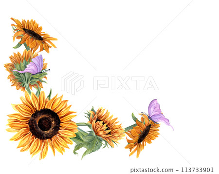 Sunflowers and butterflies. Bright summer yellow flowers with fluttering pink insects. Horizontal vintage frame with copy space for text. Watercolor illustration for greetings, invitations 113733901