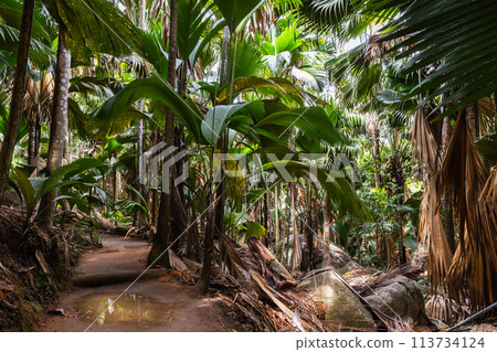 A trail goes through the palm forest. Natural reserve park, Vallee de Mai, Praslin 113734124