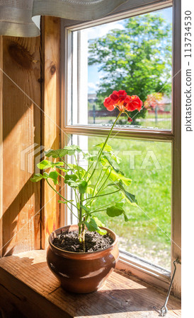 Red geranium flowers in a ceramic pot on the windowsill of old rural wooden house 113734530