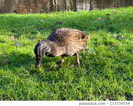 Europen mallard duck standing on the grass 113734554