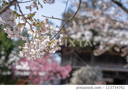 [No. 1 Fudasho] Cherry Blossoms at Ryozenji Temple [Shikoku 88 Temples] 113734761
