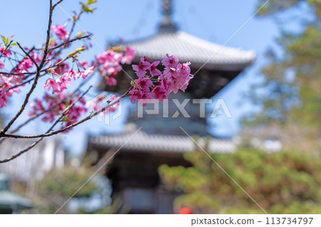 [Temple No. 1] Spring at Ryozenji Temple, Tahoto Pagoda [Shikoku 88 Temples] 113734797