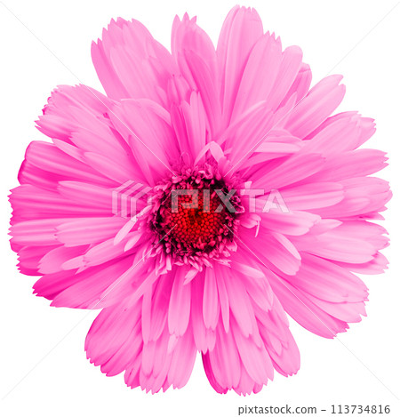 Abstract flower with various colors ideal for posters and logos. spring freshness Abstract flower with various colors ideal for posters and logos. spring freshness 113734816