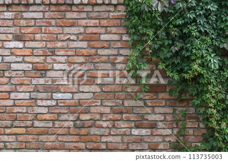 Background old red brick wall with climbing plant Virginia creeper (Parthenocissus quinquefolia). 113735003
