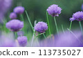 Summer meadow with wild flowers (Chive, Allium schoenoprasum). Green and violet colors. Cinematic soft selective focus wide image 16:9 113735027