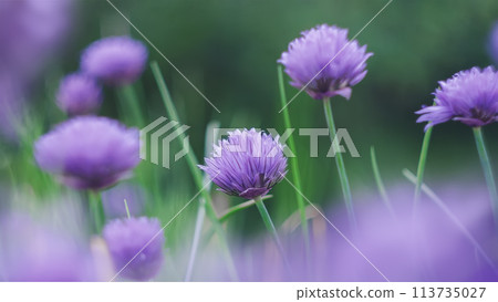 Summer meadow with wild flowers (Chive, Allium schoenoprasum). Green and violet colors. Cinematic soft selective focus wide image 16:9 113735027