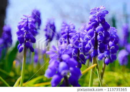 春天公園的花壇盛開著紫色穆斯卡里。 春天公園的花壇盛開著紫色穆斯卡里。 113735365