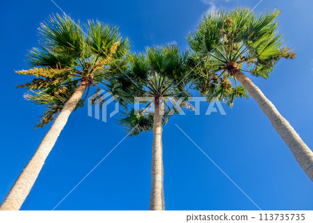 Blue sky background with three palm trees and copy space on the sides. 113735735