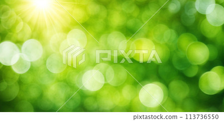 Sunny green foliage bokeh background Sunny green foliage bokeh background 113736550