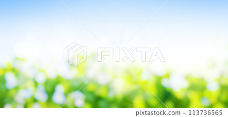 Sunny green foliage bokeh background Sunny green foliage bokeh background 113736565