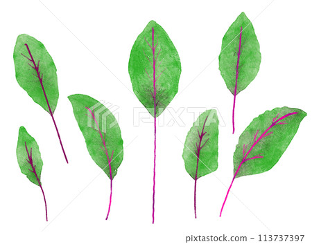 Watercolor baby leaf Detroit 113737397