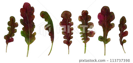 Baby leaf red oak painted in watercolor 113737398