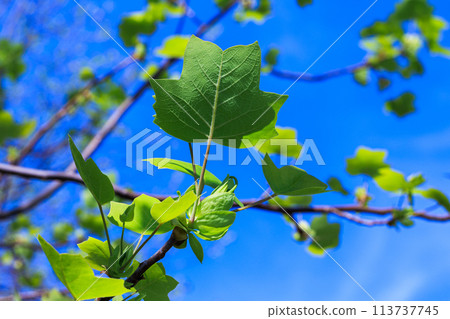 Plant Encyclopedia: Tulip Tree, Photographed in Nara City, April 13, 2024 113737745