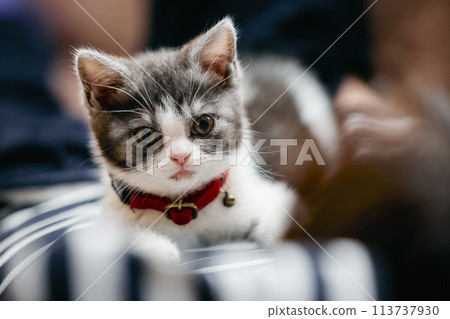 Owner and cat Owner and cat 113737930