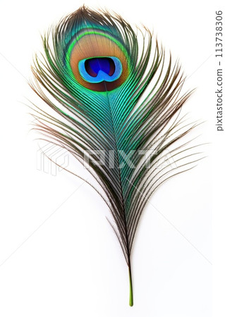 Beautiful peacock feather isolated on white background Beautiful peacock feather isolated on white background 113738306