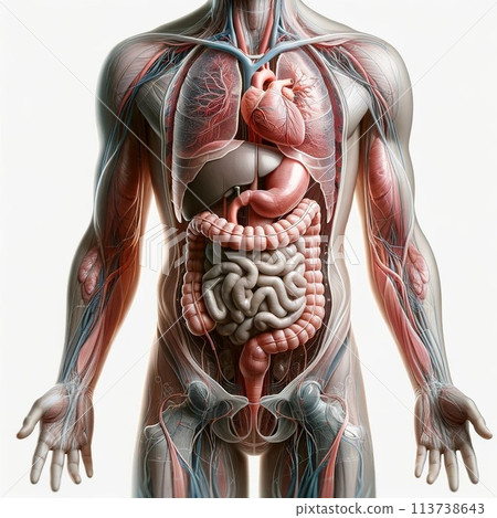 人體內髒器官位置圖 113738643