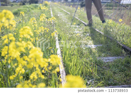 Image of a stroll along the abandoned railway line with rape blossoms blooming - Former JNR Kurayoshi Line Image of a stroll along the abandoned railway line with rape blossoms blooming - Former JNR Kurayoshi Line 113738933