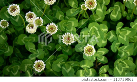 白三葉草 113739062