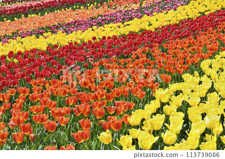 鬱金香盛開 鬱金香盛開 113739086