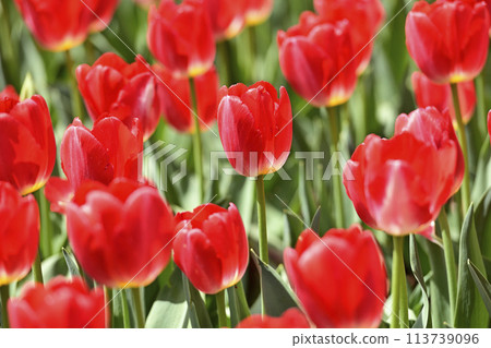 Tulips in full bloom 113739096