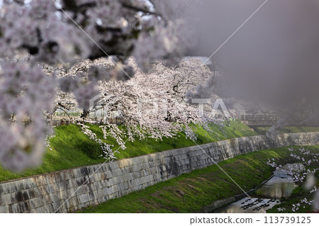 cherry blossoms in full bloom 113739125