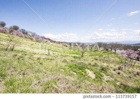 View of Komoro cityscape from a hilltop with cherry blossoms in full bloom 113739157