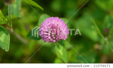 紅三葉草 113739171