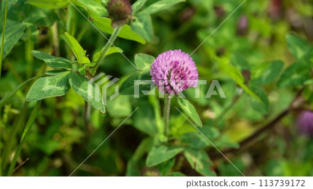 Murasakitetsukusa Murasakitetsukusa 113739172