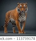 Tiger image 1 113739178
