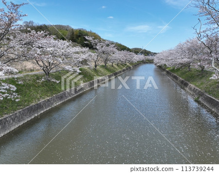 2024年,春天的天空中,河面上漂浮著櫻花花瓣 2024年,春天的天空中,河面上漂浮著櫻花花瓣 113739244