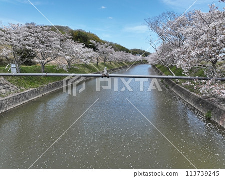 2024年,春天的天空中,河面上漂浮著櫻花花瓣 2024年,春天的天空中,河面上漂浮著櫻花花瓣 113739245
