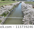 2024年，春天的天空中，河面上漂浮著櫻花花瓣 113739246