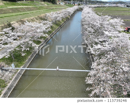 2024年,春天的天空中,河面上漂浮著櫻花花瓣 2024年,春天的天空中,河面上漂浮著櫻花花瓣 113739246