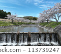 2024年，春天的天空中，河面上漂浮著櫻花花瓣 113739247