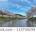 2024年春天的天空中櫻花漂浮在河面上 113739299
