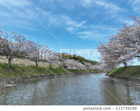 2024年春天的天空中櫻花漂浮在河面上 2024年春天的天空中櫻花漂浮在河面上 113739299