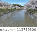 2024年春天的天空中櫻花漂浮在河面上 113739300