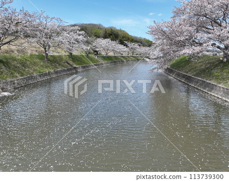 2024年春天的天空中櫻花漂浮在河面上 2024年春天的天空中櫻花漂浮在河面上 113739300