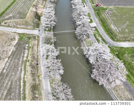 2024年春天的天空中櫻花漂浮在河面上 2024年春天的天空中櫻花漂浮在河面上 113739301