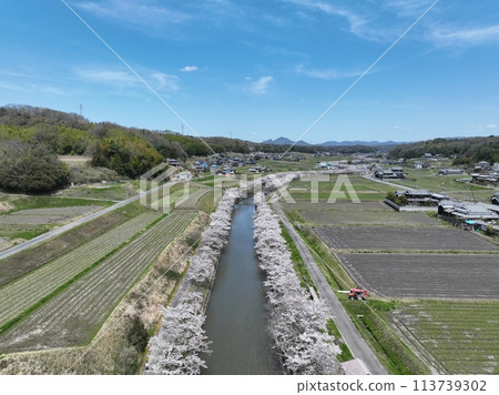 2024年春天的天空中櫻花漂浮在河面上 2024年春天的天空中櫻花漂浮在河面上 113739302