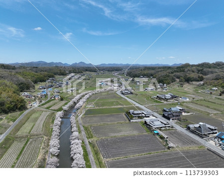 2024年春天的天空中櫻花漂浮在河面上 113739303