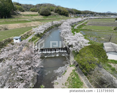 2024年春天的天空中櫻花漂浮在河面上 2024年春天的天空中櫻花漂浮在河面上 113739305