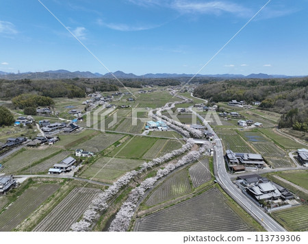 2024年春天的天空中櫻花漂浮在河面上 2024年春天的天空中櫻花漂浮在河面上 113739306
