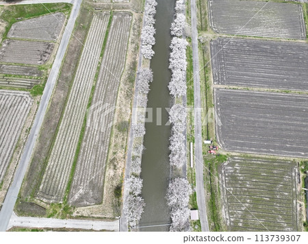 2024年春天的天空中櫻花漂浮在河面上 113739307