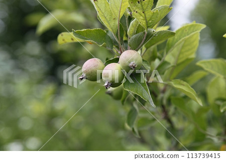 green apple tree branch with green leaves 113739415