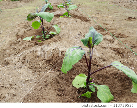 種植茄子苗 113739555