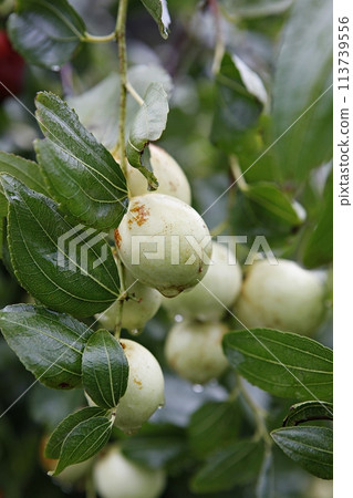 ripe black plum fruit on a tree 113739556
